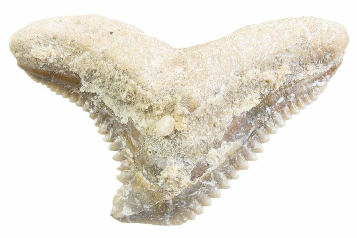 Tiger Shark (Galeocerdo Eaglesomi) Tooth - Dakhla, Morocco #371951